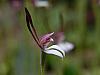 Leptoceras menziesii - Hare Orchid.jpg